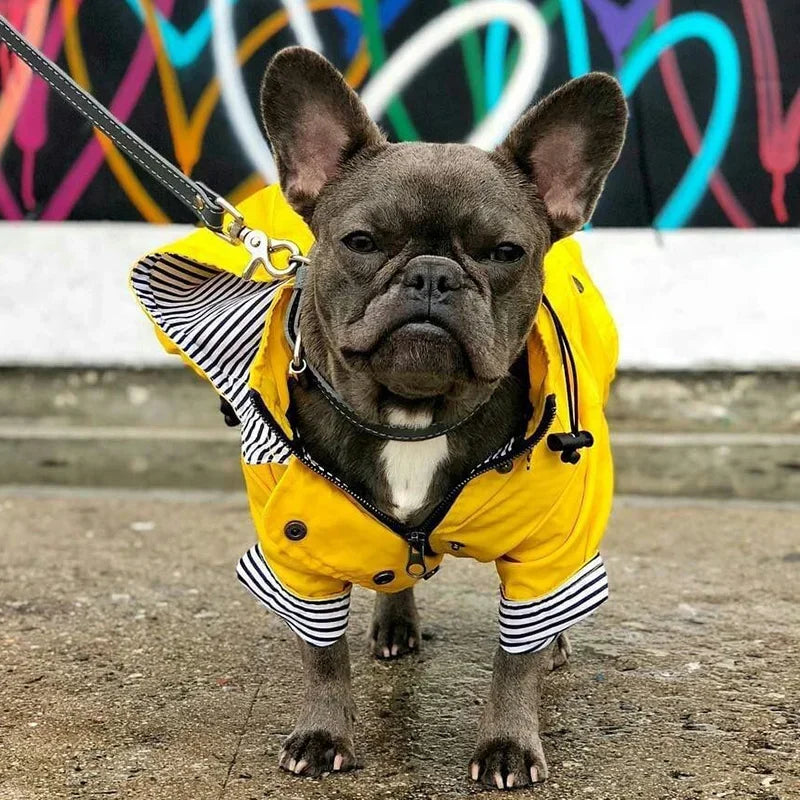 Imperméable pour chien — Bouledogue, Carlin, Corgi, Petite race