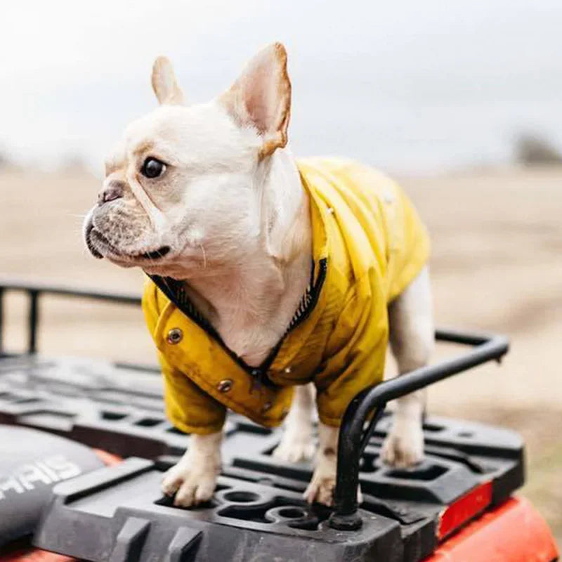 Imperméable pour chien — Bouledogue, Carlin, Corgi, Petite race