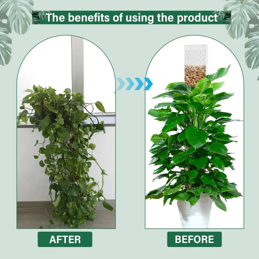 Tuteur Mousse Plante Grimpante Indoor