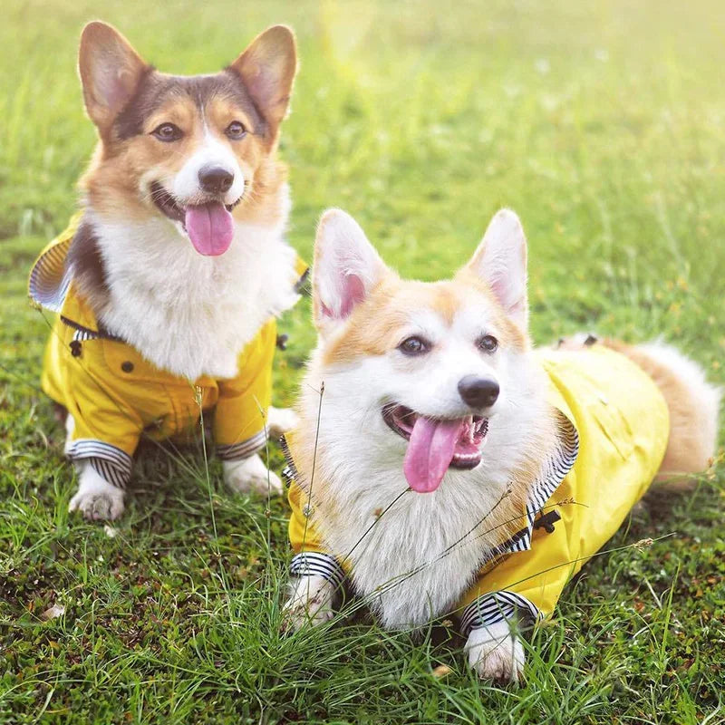 Imperméable pour chien — Bouledogue, Carlin, Corgi, Petite race