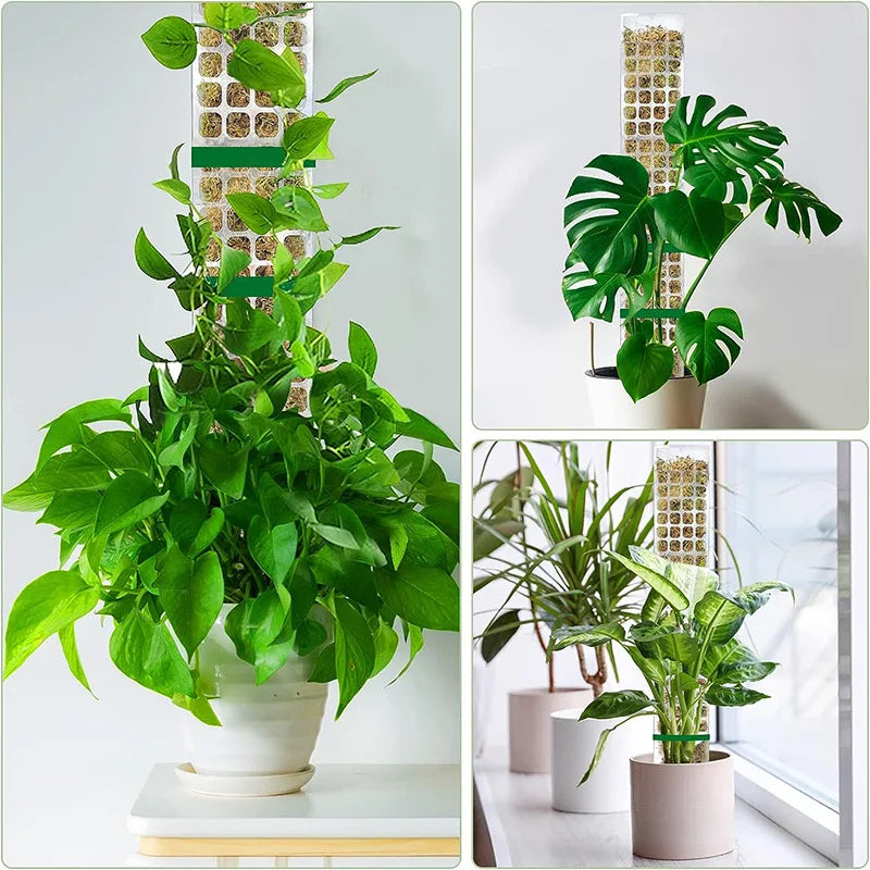 Tuteur Mousse Plante Grimpante Indoor