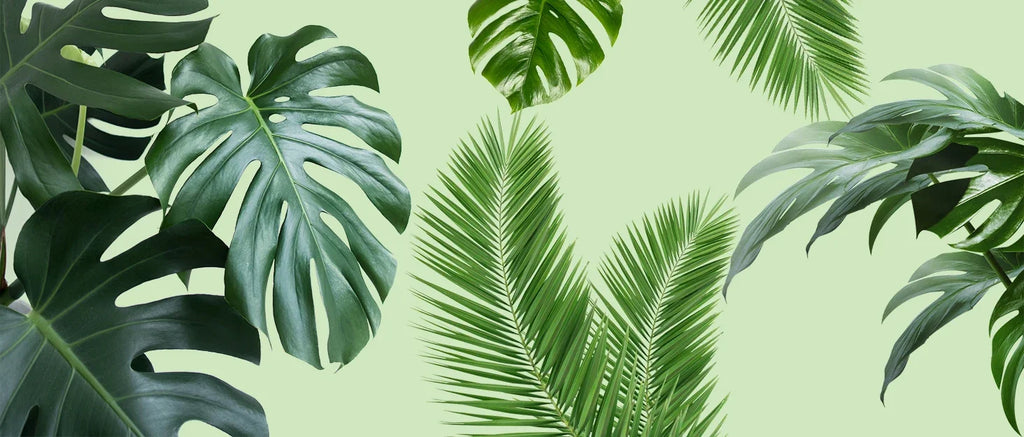 Tuteur Mousse Plante Grimpante Indoor