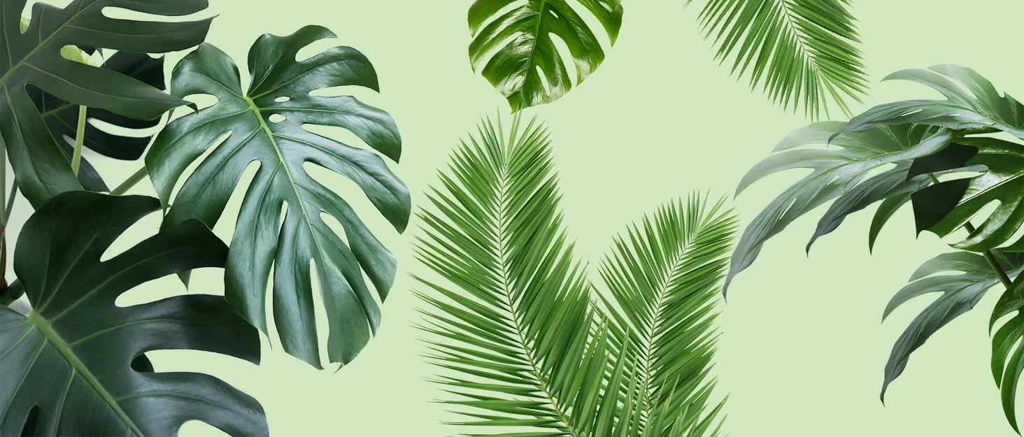 Tuteur Mousse Plante Grimpante Indoor