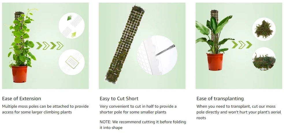 Tuteur Mousse Plante Grimpante Indoor