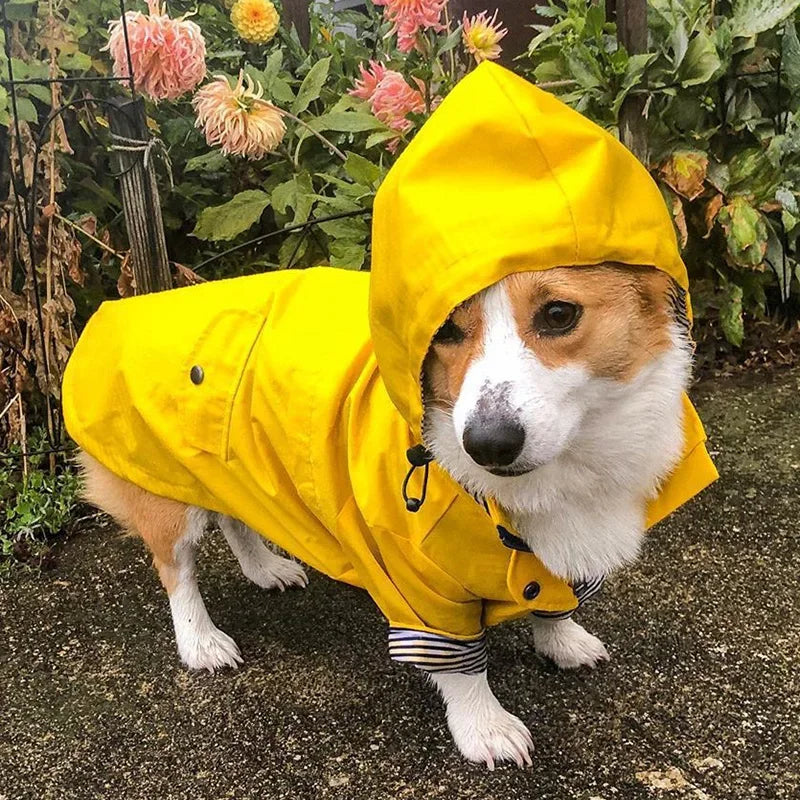 Imperméable pour chien — Bouledogue, Carlin, Corgi, Petite race