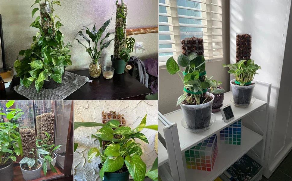 Tuteur Mousse Plante Grimpante Indoor
